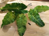 Лот: 25885517. Фото: 3. Филодендрон - крупный сорт. Читаем... Растения и животные