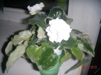 Лот: 5907583. Фото: 2. Фиалка белая махровая (цветущее... Комнатные растения и уход