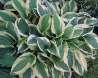 Лот: 4160852. Фото: 2. хоста 'Мама Миа' (Hosta Mama Mia... Семена, рассада, садовые растения