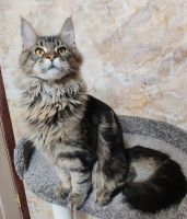 Лот: 21577843. Фото: 3. Котёнок мейн кун дикого окраса. Растения и животные