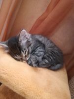 Лот: 14759901. Фото: 2. Отдам котёнка в хорошие руки. Животные и уход