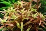 Лот: 21987231. Фото: 2. ✅Меристемное растение Rotala rotundifolia... Аквариумистика