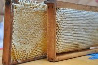 Лот: 1991244. Фото: 2. Мед в сотах. Продукты