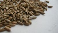 Лот: 250964. Фото: 2. Рожь для проращивания. Продукты