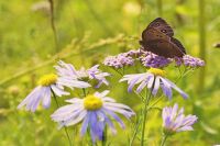 Лот: 1870334. Фото: 3. SIGMA AF 105 mm f/2.8 EX DG MACRO. Красноярск