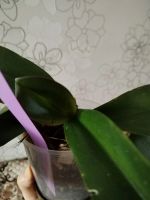 Лот: 25838117. Фото: 3. Орхидея фаленопсис отцвел. Растения и животные