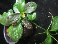 Лот: 13558927. Фото: 2. Хойя .Hoya sp. IR26. Комнатные растения и уход