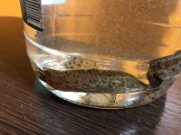 Лот: 25897549. Фото: 2. Сомики 2 шт. Аквариумистика