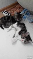 Лот: 9644725. Фото: 4. Котик экзот 1,5 мес. Срочно!!. Красноярск
