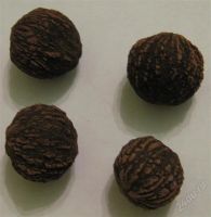Лот: 2573722. Фото: 3. Орех чёрный (Juglans nigra). Для дачи, дома, огорода, бани, парка