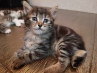 Лот: 21275496. Фото: 3. Курильский бобтейл 1.5 месяца. Растения и животные