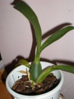 Лот: 967706. Фото: 2. Орхидея Brassada mivada. Комнатные растения и уход