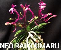 Лот: 22826749. Фото: 7. Орхидеи - neofinetia falcata
