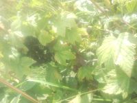 Лот: 1065646. Фото: 5. Отличный плодородный участок ст...