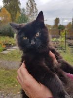 Лот: 18206345. Фото: 3. Котики. Растения и животные