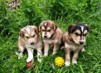 Лот: 13954325. Фото: 2. Щенки помесь охотничья и Хаски... Животные и уход