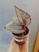 Лот: 18952208. Фото: 2. Бегония Арктик Бриз (детка). Комнатные растения и уход