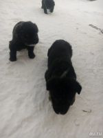 Лот: 13134478. Фото: 2. Щенки ,1 месяц 🐕. Животные и уход