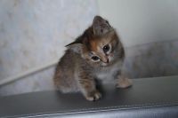 Лот: 2317537. Фото: 4. котенок ищет своего хозяина 2. Красноярск