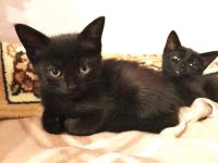 Лот: 9753132. Фото: 2. Удивительные котята от умных родителей... Животные и уход