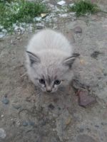 Лот: 6277173. Фото: 2. Отдам маленьких крошек в добрые... Животные и уход