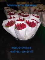 Лот: 1503331. Фото: 12. Шикарные тюльпаны EXTRA+ оптом...