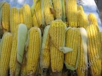 Лот: 523660. Фото: 2. Кукуруза!!!. Продукты