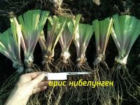 Лот: 12014042. Фото: 2. Ирисы бородатый, японский. Семена, рассада, садовые растения
