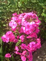 Лот: 9080850. Фото: 2. Флокс метельчатый, многолетник. Семена, рассада, садовые растения