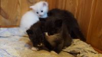 Лот: 14674126. Фото: 5. Котята