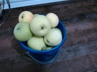 Лот: 14554262. Фото: 2. Яблоки садовые. Продукты