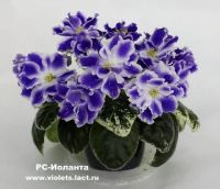 Лот: 13313149. Фото: 3. Фиалка РС- Иоланта - лист. Растения и животные