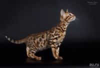 Лот: 8937871. Фото: 3. Продам кошечку (котенка ) бенгальской... Растения и животные
