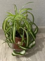 Лот: 22179581. Фото: 2. Хлорофитум. Комнатные растения и уход