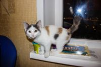 Лот: 6246337. Фото: 2. Котенок, девочка, 4 месяца. Животные и уход