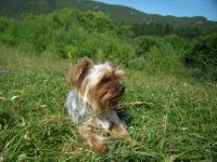 Лот: 3510954. Фото: 2. Мальчик 2 года йорк. Животные и уход