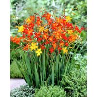 Лот: 7358275. Фото: 2. Монтбреция (японский гладиолус... Семена, рассада, садовые растения