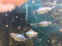 Лот: 16094298. Фото: 7. Пицилия голубая