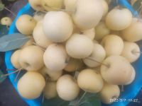 Лот: 8231206. Фото: 2. Ранетки (ранет) Уральское Наливное... Продукты