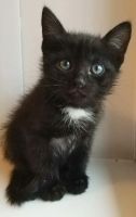Лот: 10496126. Фото: 2. Котёнок Медвежонок 2 мес. Животные и уход