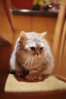 Лот: 3386884. Фото: 6. Британская кошка Nora