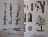 Лот: 20024303. Фото: 7. Болезни лесных деревьев и кустарников...
