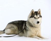 Лот: 3745859. Фото: 7. Щенок хаски Классик Панда