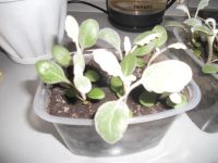 Лот: 13741349. Фото: 2. Цинерария,цена за 2 плошки по... Семена, рассада, садовые растения