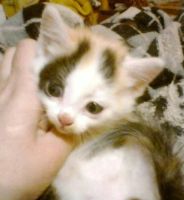 Лот: 4629914. Фото: 2. Отдам пушистых котят. Мальчики... Животные и уход