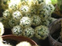 Лот: 486999. Фото: 2. кактус маммилярия. Комнатные растения и уход