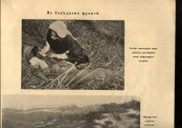 Лот: 20992702. Фото: 10. Альбом Великая война в образах...