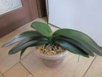 Лот: 25083113. Фото: 5. Орхидея фаленопсис Элли домашняя
