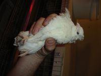 Лот: 14034768. Фото: 3. перепела. Растения и животные