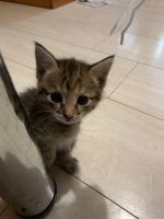 Лот: 18840377. Фото: 4. Котята. Красноярск